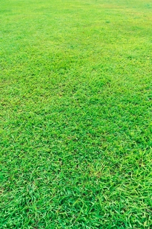 ModernGrass