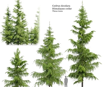 现代景观树组合3D模型