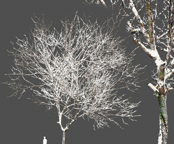 现代冬季梣树-ID:595726973