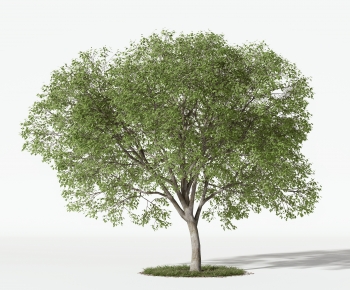 Modern Tree-ID:265196083
