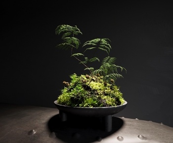 现代苔藓蕨类植物盆景3D模型