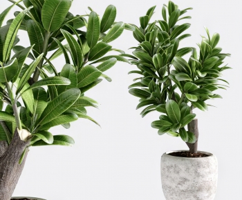 Modern Potted Green Plant-ID:184540996