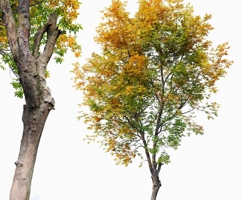 现代景观树 白蜡树3D模型