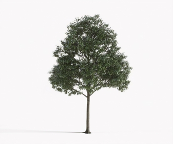 Modern Tree-ID:728468968