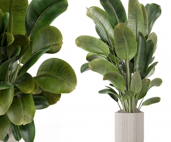 Modern Ground Green Plant Potted Plants-ID:706877959