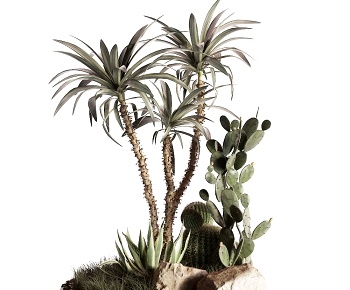 现代仙人掌景观植物3D模型
