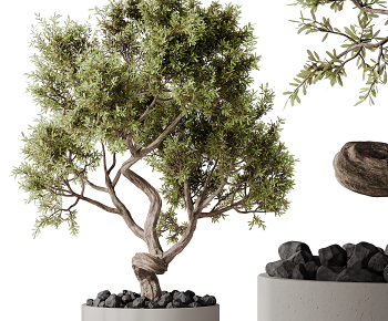 现代榕树盆景3D模型