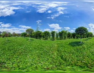绿茵树林绿植全景HDR-ID:116599085