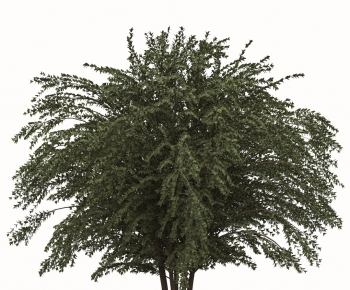 Modern Tree-ID:763974911