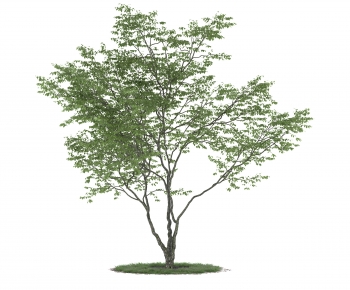 Modern Tree-ID:932135118