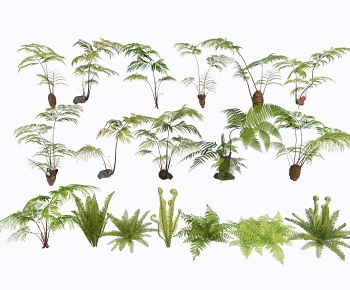 现代蕨类植物盆栽3D模型
