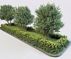 现代绿篱 景观树