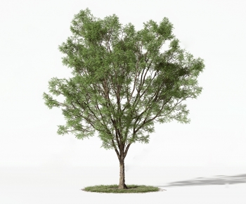Modern Tree-ID:783370025