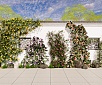 现代景观爬藤月季 绿植墙