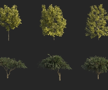 Modern Tree-ID:455804113