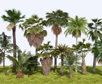 现代热带植物棕榈树蒲葵椰树-ID:829391006