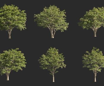 Modern Tree-ID:115386012