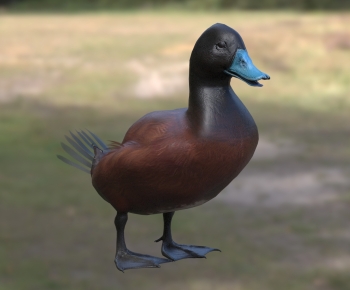 现代澳洲硬尾鸭-ID:430367951