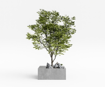 Modern Tree-ID:435019025