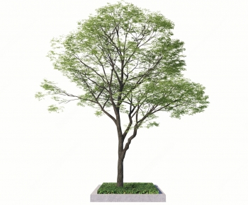Modern Tree-ID:538727058