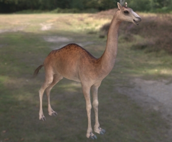 现代长颈鹿骆驼-ID:149884943