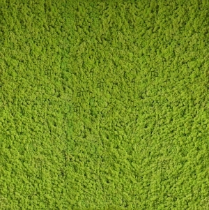 永生苔藓-ID:5981058
