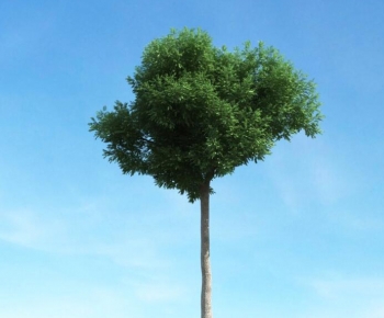 Modern Tree-ID:141389422