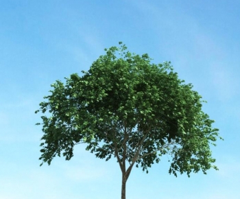 Modern Tree-ID:528971918