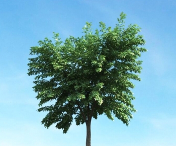 Modern Tree-ID:771600019