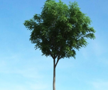 Modern Tree-ID:873882062