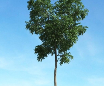 Modern Tree-ID:919841056