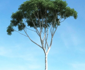 Modern Tree-ID:238049033