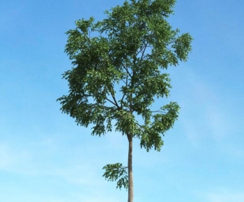 Modern Tree-ID:399380924