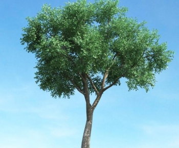 Modern Tree-ID:242252117