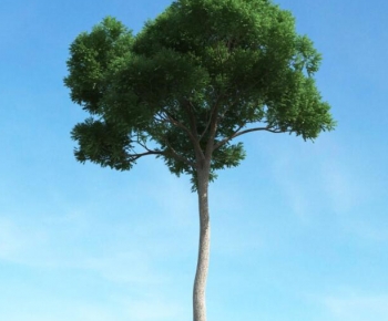 Modern Tree-ID:103590544