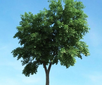 Modern Tree-ID:251427896