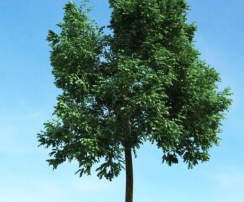 Modern Tree-ID:153760924