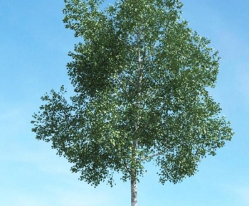 Modern Tree-ID:351099011