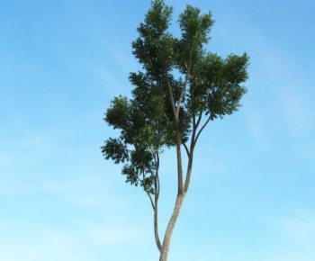 Modern Tree-ID:687129543