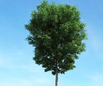 Modern Tree-ID:731667044