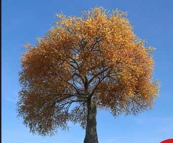 Modern Tree-ID:178940067