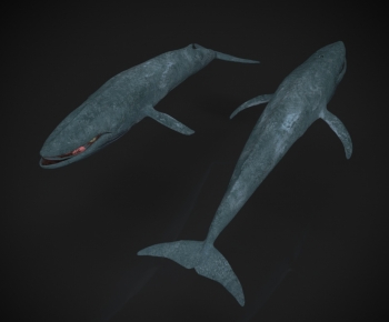 Modern Aquatic Animals-ID:373400939