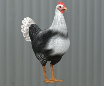 Modern Poultry Animal-ID:324563035
