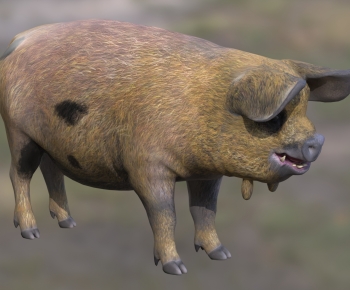 Modern Animal Pig-ID:548648844