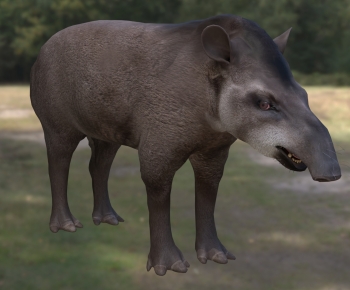 Modern Mammal-ID:400645028