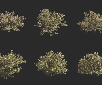 Modern Tree-ID:155272013