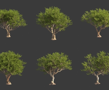 Modern Tree-ID:767853021