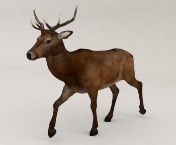 Modern Mammal-ID:723006013