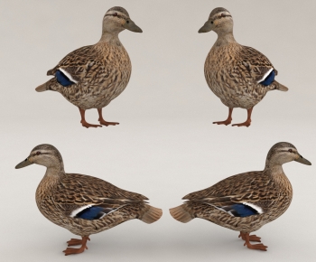 Modern Animal Duck-ID:669509893