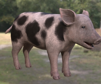 Modern Animal Pig-ID:468570951